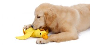 Kachna čichová hračka