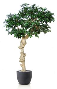 Umělý strom Buxifolia Nidra (250cm)