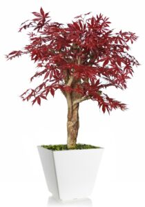 Umělý strom Maple Robustina (90cm) burgundy