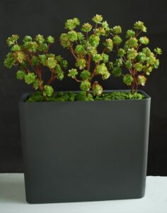 Umělá rostlina Echeveria Fence (80cm)