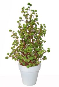 Umělá rostlina Echeveria Boschetto (160cm)