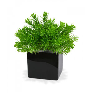 Umělá rostlina Senecio (15cm)