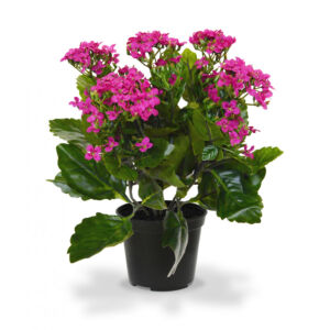 Umělá rostlina Kalanchoe v květináči (30cm) – lila