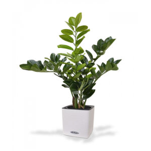 Umělá rostlina Zamioculcas (55cm)