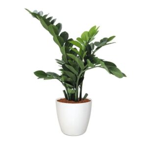 Umělá rostlina Zamioculcas (65cm)