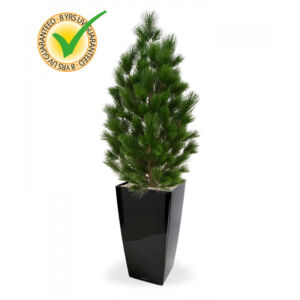 Umělý strom Pinie DeLuxe XL (130 – 160cm) UV