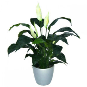 Umělá rostlina Spatiphyllum DeLuxe (80cm)