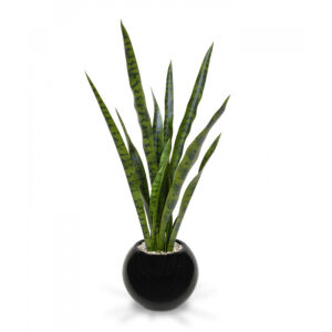Sansevieria (78cm)