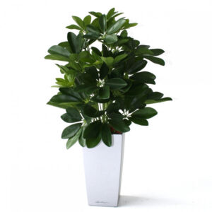 Umělá rostlina Schefflera (50cm)
