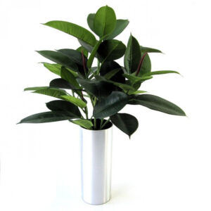Umělá rostlina Ficus Elastica (50cm)