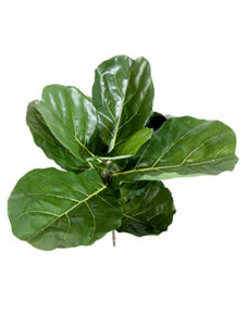 Umělá rostlina Fiddle leaf spray (58cm)