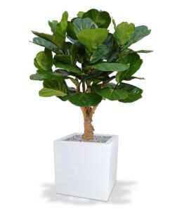 Umělý strom Fikus Lyrata DeLuxe (130cm)