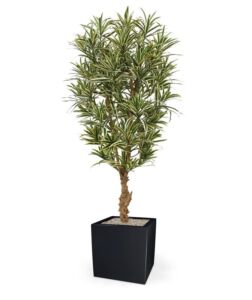 Umělý strom Dracaena  Reflexa vario (150cm)