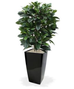 Umělá rostlina Ficus Cyathistipula (120cm)