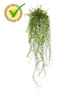 Umělá rostlina Callisia převis UV (70cm)