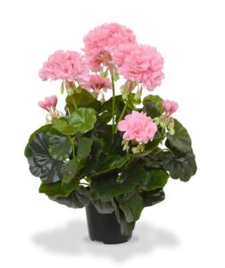 Umělá rostlina Pelargonie (40cm) růžová – v květináči