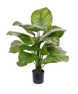 Umělá rostlina Calathea  Fasciata (70cm)