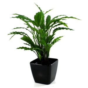 Umělá rostlina Calathea  (60cm)