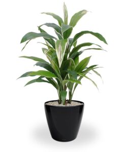Umělá rostlina Dracaena (80cm) – vario
