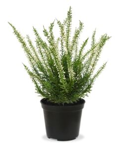 Umělá rostlina ERICA – vřes v květináči  (25cm) – bílá