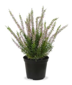 Umělá rostlina ERICA – vřes v květináči  (25cm) – růžová