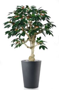 Umělý strom Coffee Crown (150cm)