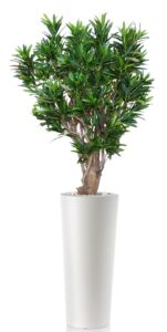 Umělý strom Croton California Robusta (150cm)