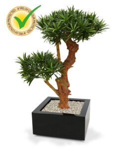 Umělá bonsai Podocarpus UV (70cm)