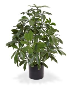 Umělá rostlina Schefflera (50cm) – UV
