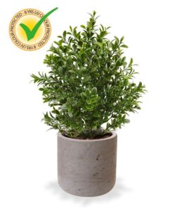 Umělý buxus v květináči (30cm) – UV