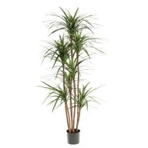 Umělý strom Dracaena Marginata (160cm)
