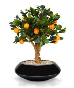 Umělý strom Pomerančovník bonsai (65cm)