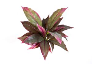 Umělá rostlina Cordyline red/green (30cm)