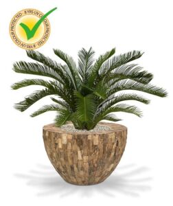 Umělá palma Cycas DeLuxe (80cm) – UV