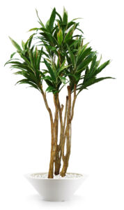 Umělý strom Cordyline Florida (240cm) – vario