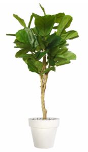 Umělý strom Fikus Lyrata Wild Topiary (200cm)