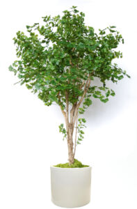 Umělý strom Ginkgo Florida (260cm)