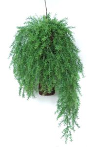 Umělá rostlina Asparagus Country (80cm)