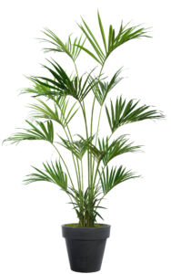 Umělá palma Kentia Palm (240cm)
