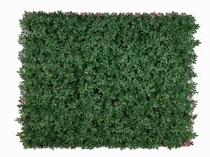 Umělý živý plot Schefflera (100cm x 2m)