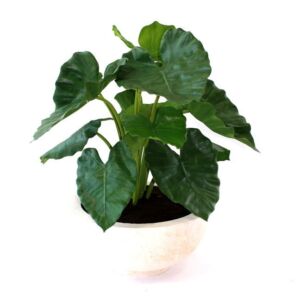 Umělá rostlina Alocasia Calidora (60cm)
