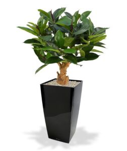 Umělý strom Ficus Elastica – na kmeni  (80cm)