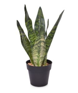 Sanseveria (30cm) – zelená