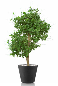 Umělý strom Clematis Multistep