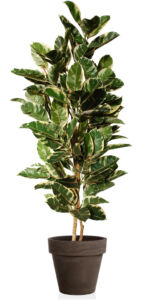 Umělý strom Fikus Elastica Tree (170cm)