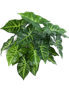 Umělá rostlina Philodendron bukett (45cm)