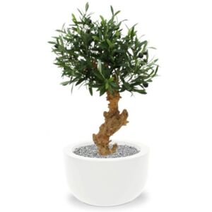 Umělá bonsai Olive (60cm)