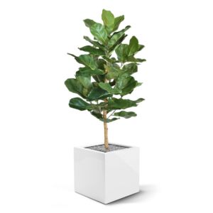 Umělý strom Fikus Lyrata Royal (90cm)