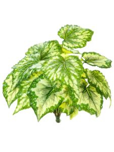 Umělá rostlina Begonie Bush (34cm)