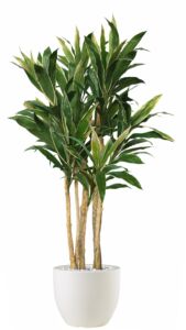 Umělý strom Cordyline Florida (200cm) – vario